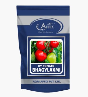 Bhagyalaxmi Tomato (टमाटर) भाग्यलक्ष्मी