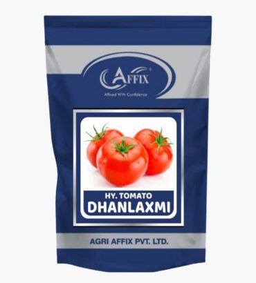 Dhanlaxmi Tomato (टमाटर) धनलक्ष्मी