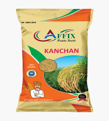 KANCHAN (कंचन)