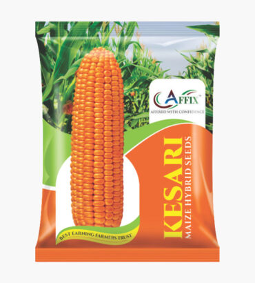 Kesari Maize केसरी (मक्का)
