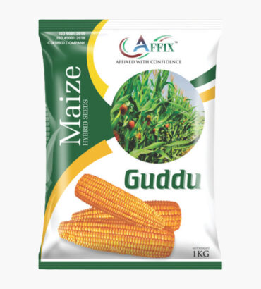 Guddu Maize गुड्डू (मक्का)