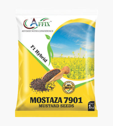 Mostaza 7901 (मोस्ताज़ा सरसों) F1