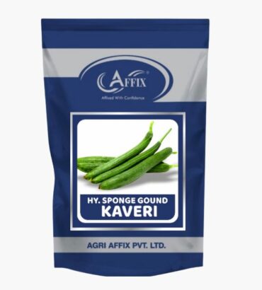 Kaveri sponge gourd (तोरई) कावेरी