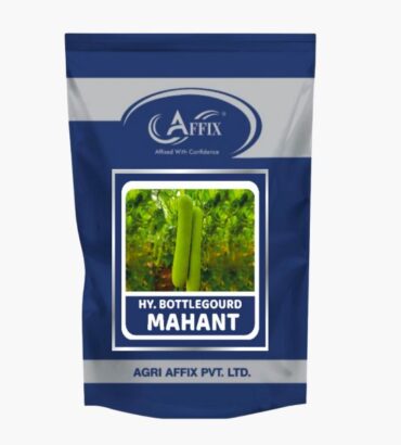 Mahanth Bottle Gourd (लोकी) महंथ