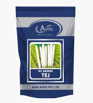 Tej Radish (मूली) तेज