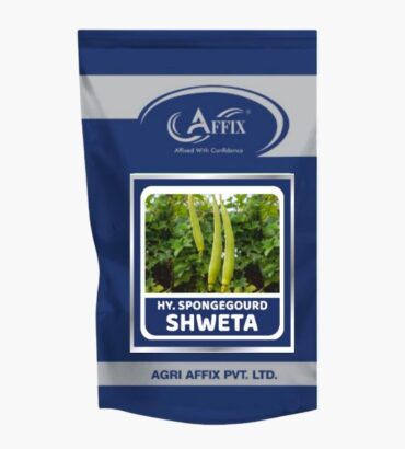Shweta sponge gourd (तोरई) श्वेता